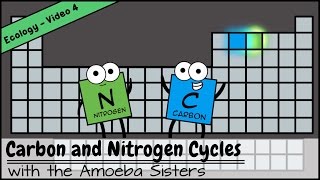 Carbon and Nitrogen Cycles