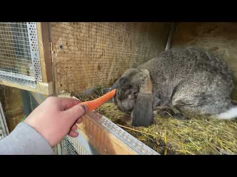 A long-awaited nest of bunnies from the German Giant!