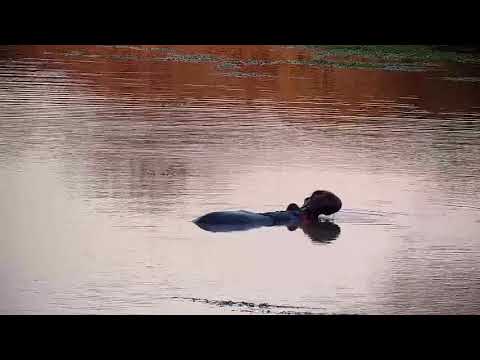 Djuma: Hippo - 17:09 - 08/06/21