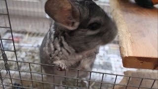 How to Help a Grieving Chinchilla