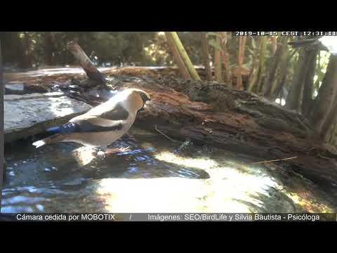 ¡Picogordo común, en primer plano!  Hawfinch close up! -  Estanque en Collado Villalba