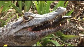 La Vida en los Esteros Guaraní subtitulado