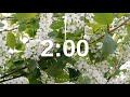 2 Minute Timer Relaxing Music Lofi Flower Spring Background