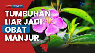 Tumbuhan Liar Senduduk Punya Banyak Manfaat, Manjur Jadi Obat Anti Gatal Kulit hingga Scabies