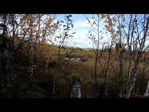Septemberjakt på älg med PN Jakt