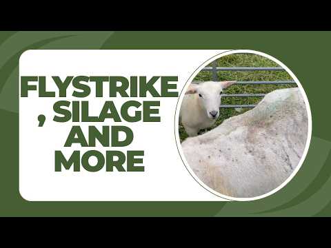 Flystrike, silage bales, and the new shed's first water drinkers