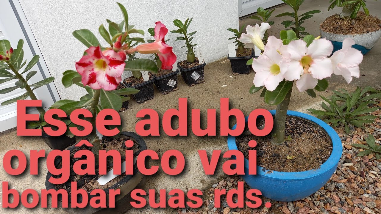 Adubo orgânico para rosa do deserto.