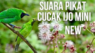 Download lagu Suara Pikat Cucak Ijo Mini Paling Top Memikat Burung liar @AnakDesaKicau mp3