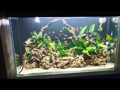 Low Tech Planted Tank  - 180 L