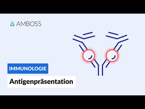 Antigenpräsentation - Biochemie - AMBOSS Video
