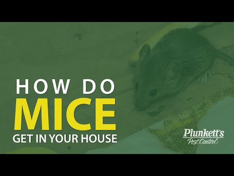 How Do Mice Get in Your House?