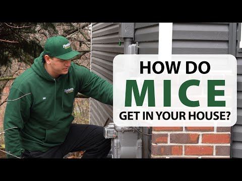 How do mice get in your house?