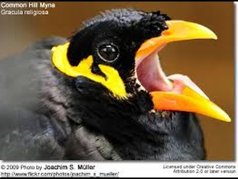 Talking Myna at Palawan Wildlife Rescue and Conservation Center (Crocodile Farm)
