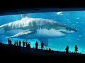 10 ABNORMALLY LARGE Animals That Actually Exist