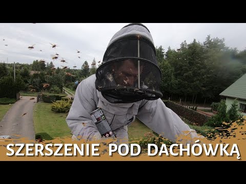 Szerszenie pod dachówką - usuwanie gniazda - likwidacja gniazda - gniazdo szerszeni - szerszenie