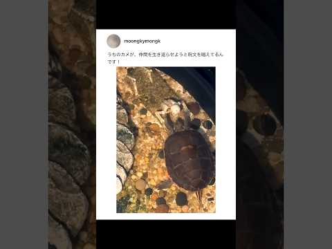 亀の求愛行動した相手がすでに「骨」だった件