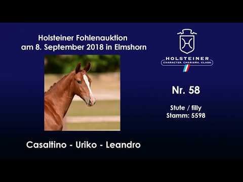 Holsteiner Fohlenauktion | Nr. 58 v. Casaltino - Uriko