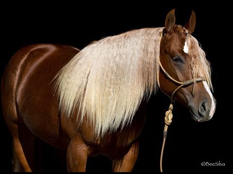 I Doo Voodoo- 2016 mare