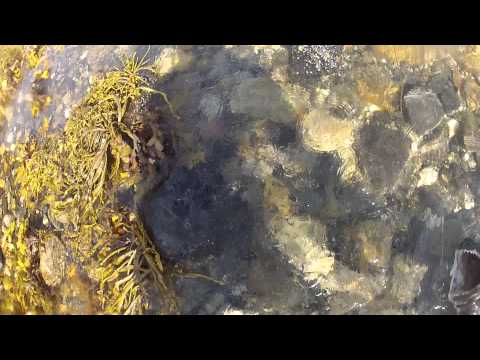 Kveite Uvjakt Frivannsliv