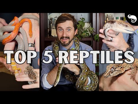 Top 5 Reptiles For Beginners