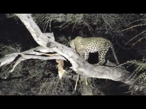 Djuma: Tingana male Leopad killed Impala-takes in to tree-Part:1 - 20:32 - 10/16/18