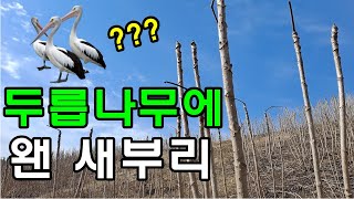 설날에 두릅나무 솎아주기 했어요 / 두릅농사 / 두릅묘목 문의