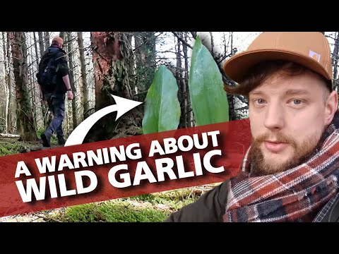 Back in Nature - A Spring Forage and Catchup