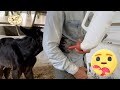 Bottle Feeding Horse It Happened Again But This Time We Are Prepared
