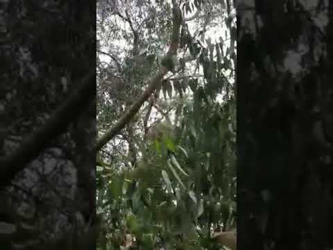 Cat rescue|Nivar cyclone|நிவர் புயலின்போது மரத்தில் சிக்கிய பூனையை மீட்டதீயணைப்பு அதிகாரி மதன்குமார்