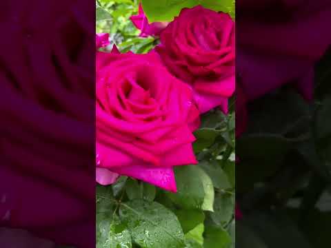 waaoowww.... #garden #shortvideo #motivation #trendingshorts#flower show#daily shorts #viralvideo