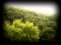 deep forest muse