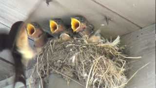 Cute baby birds being fed by mom (with slow motion)