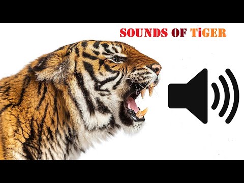 Tiger Sounds || All Types Of Sounds Make By Tigers