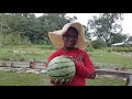 Harvesting Yamato Cream Watermelon- We Finally Got A Good One!