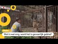 Oekraïense vrouw redt dieren uit oorlogsgebied