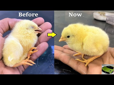 Successfully Saved the LIFE of Baby CHICKS - Life Saving Operation on Baby chick