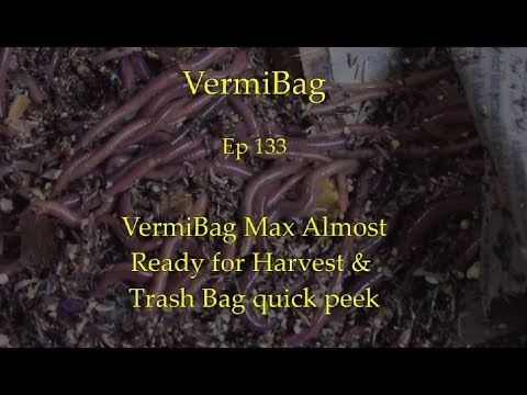 VermiBag  Ep 133   Max Ready for Harvest?  & adding Worm Chow to the Trash Bag