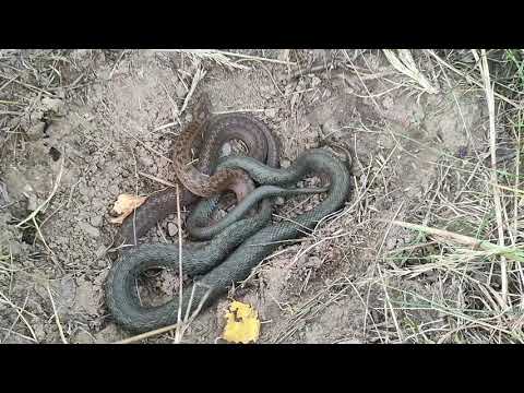 Coronella austriaca and Natrix natrix under same stone