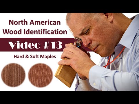North American Wood Identification #13 - Hard and Soft Maple