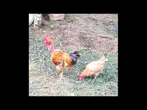 POLVO DE GALLO