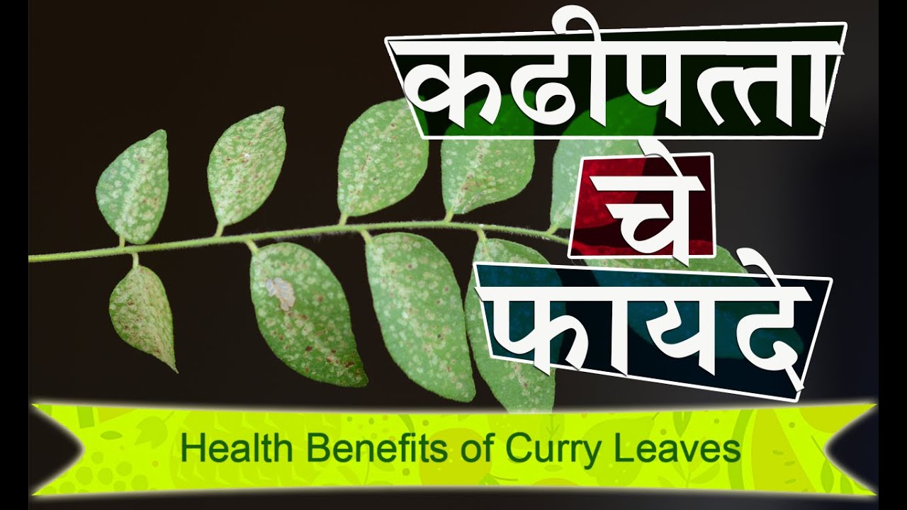 कढीपत्ता चे फायदे | Health Benefits of Curry Leaves for Heart & Hairs
