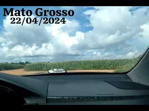 vídeo da roça de milho Novo Mundo Mato Grosso MT
