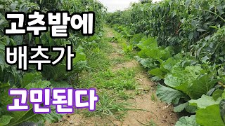 고추밭 배추가 고민된다  어떻게 해야 할까?