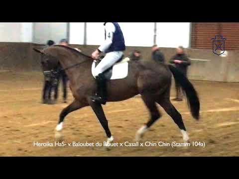 Holsteiner Stute Heroika HaS- v. Baloubet du Rouet x Casall x Chin Chin | Stamm 104a