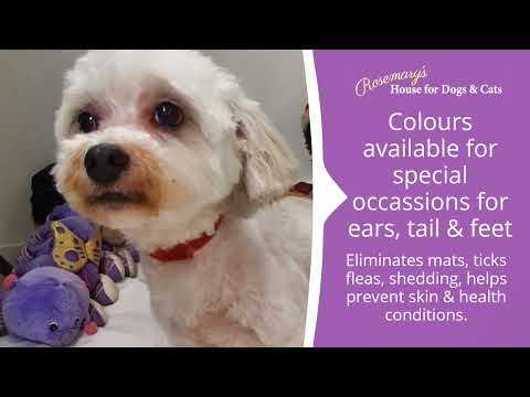 Grooming by Miss Sue at Rosemary's House for Dogs & Cats