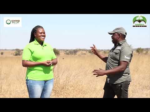 R8 Million Rand Bull Farm Tour(Sinyo Boran Stud)