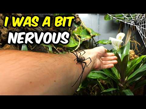 SPIDER from MY DREAMS! - Handling and setting up an enclosure for GIANT NEPHILA
