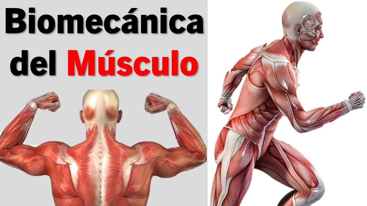 Biomecánica del Músculo Esquelético