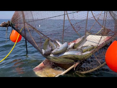 MIDSUMMER SALMON || LOHEN KALASTUS || SALMON FISHING|| LAXFISKE