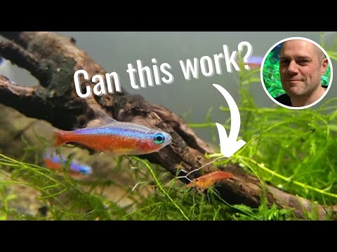 Can Red Cherry Shrimp Live In a Community Aquarium?